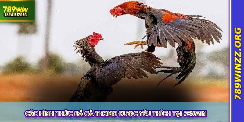 Các hình thức đá gà Thomo được yêu thích tại 789WIN