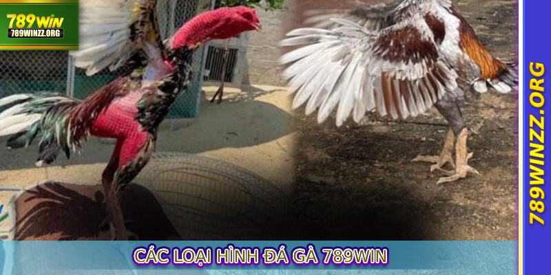 Các loại hình Đá gà 789win