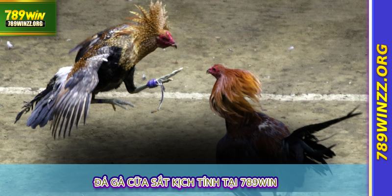 Đá Gà Cữa Sắt Kịch Tính Tại 789WIN