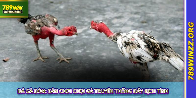 Đá gà đòn: Sân chơi chọi gà truyền thống đầy kịch tính