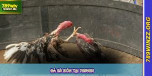 Đá Gà Đòn Tại 789WIN