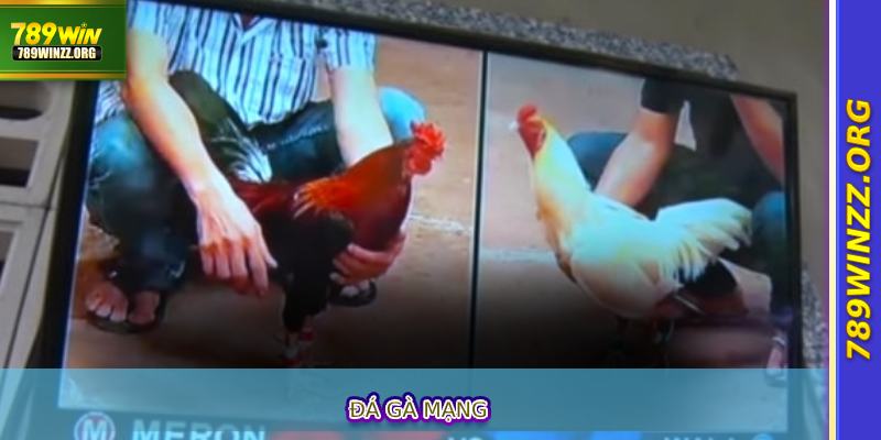 Đá Gà Mạng