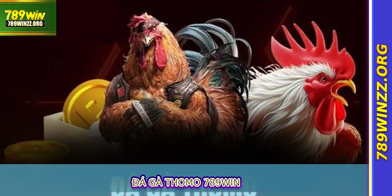 Đá Gà Thomo 789WIN