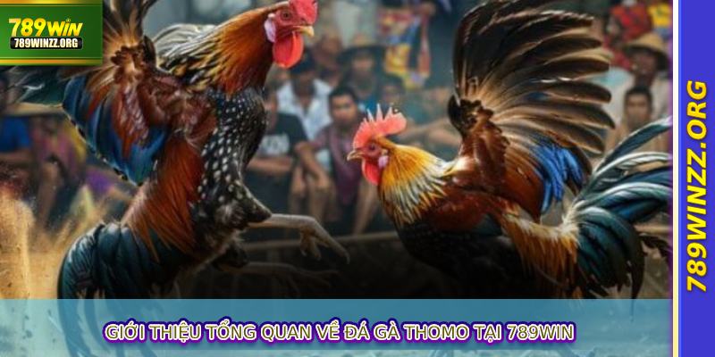 Giới thiệu tổng quan về đá gà Thomo tại 789WIN
