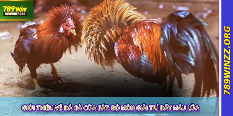 Giới thiệu về đá gà cữa sắt: Bộ môn giải trí đầy máu lửa