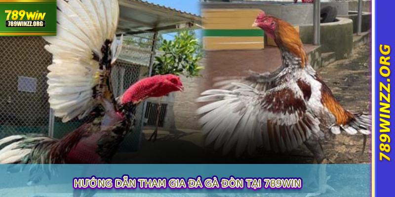 Hướng dẫn tham gia đá gà đòn tại 789WIN