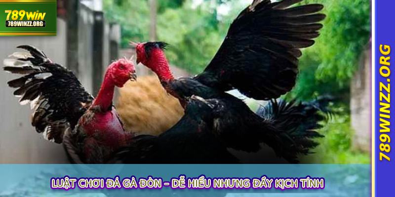 Luật chơi đá gà đòn – dễ hiểu nhưng đầy kịch tính