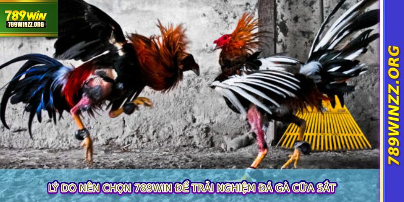 Lý do nên chọn 789WIN để trải nghiệm đá gà cữa sắt