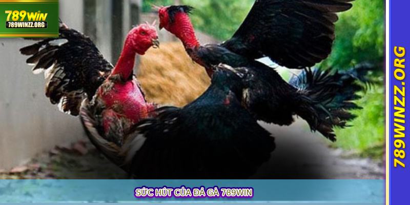 Sức hút của Đá gà 789win