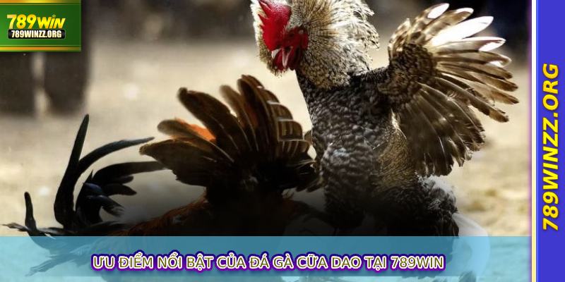 Ưu điểm nổi bật của đá gà cữa dao tại 789WIN
