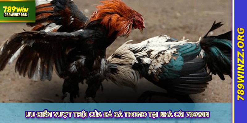 Ưu điểm vượt trội của đá gà Thomo tại nhà cái 789WIN